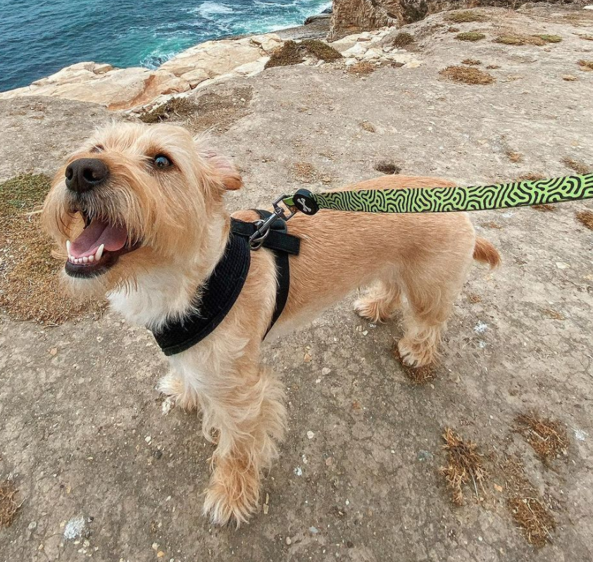 Tequila Dog Leash (Double Sided)