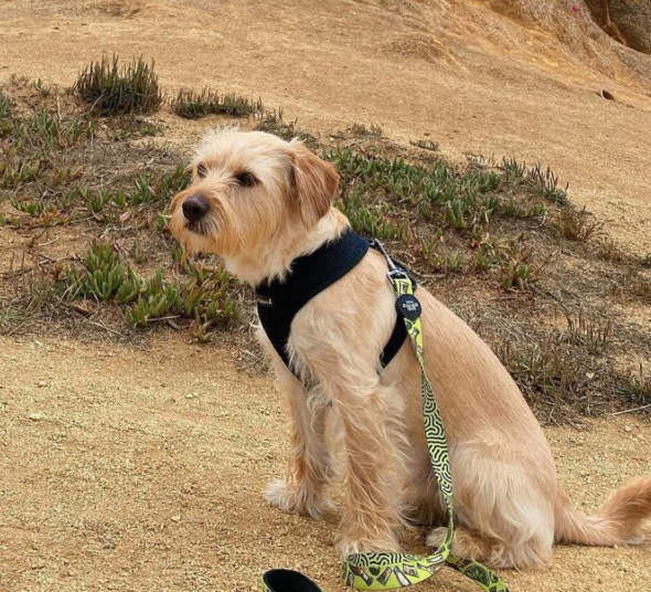 Tequila Dog Leash (Double Sided)