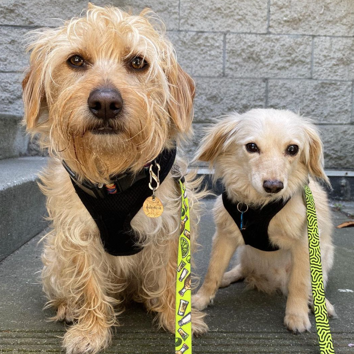 Tequila Dog Leash (Double Sided)