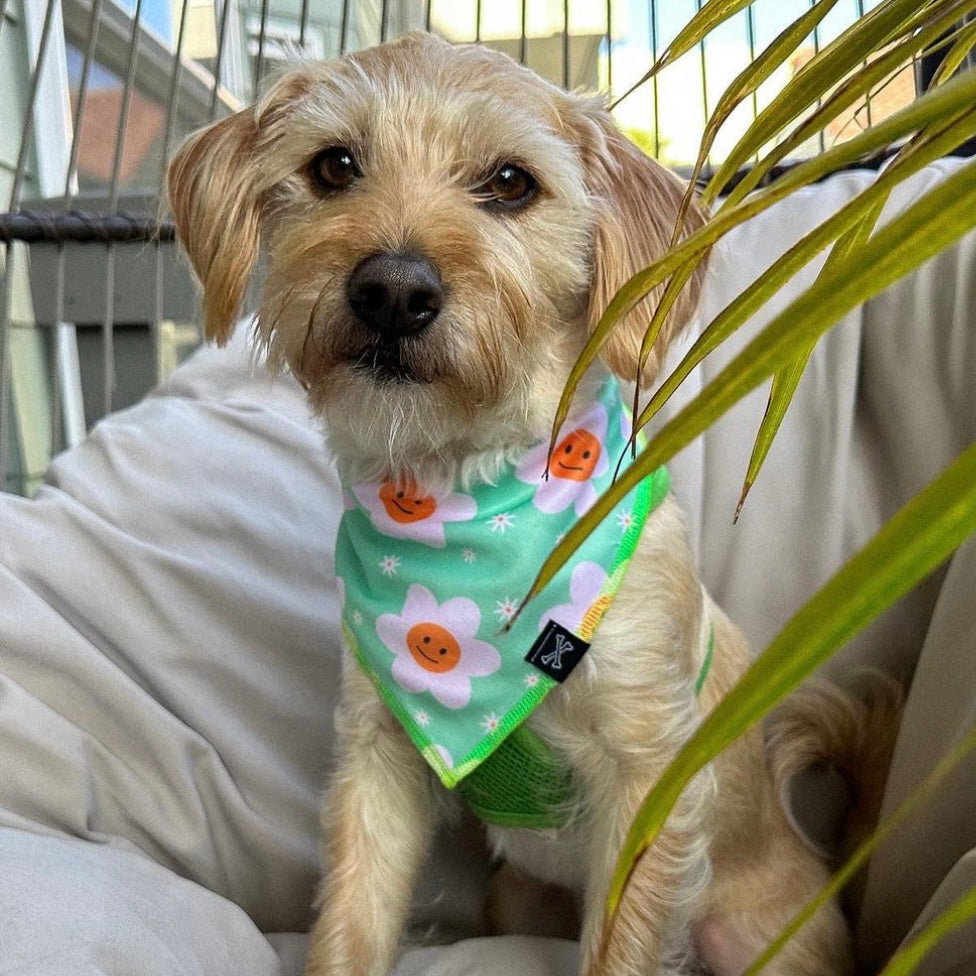 Dog Daisy Summer Dog Bandana • Personalized Dog Bandana