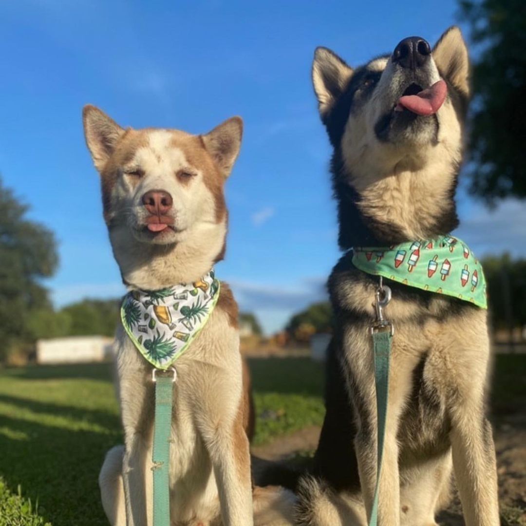 Service dog outlet bandana