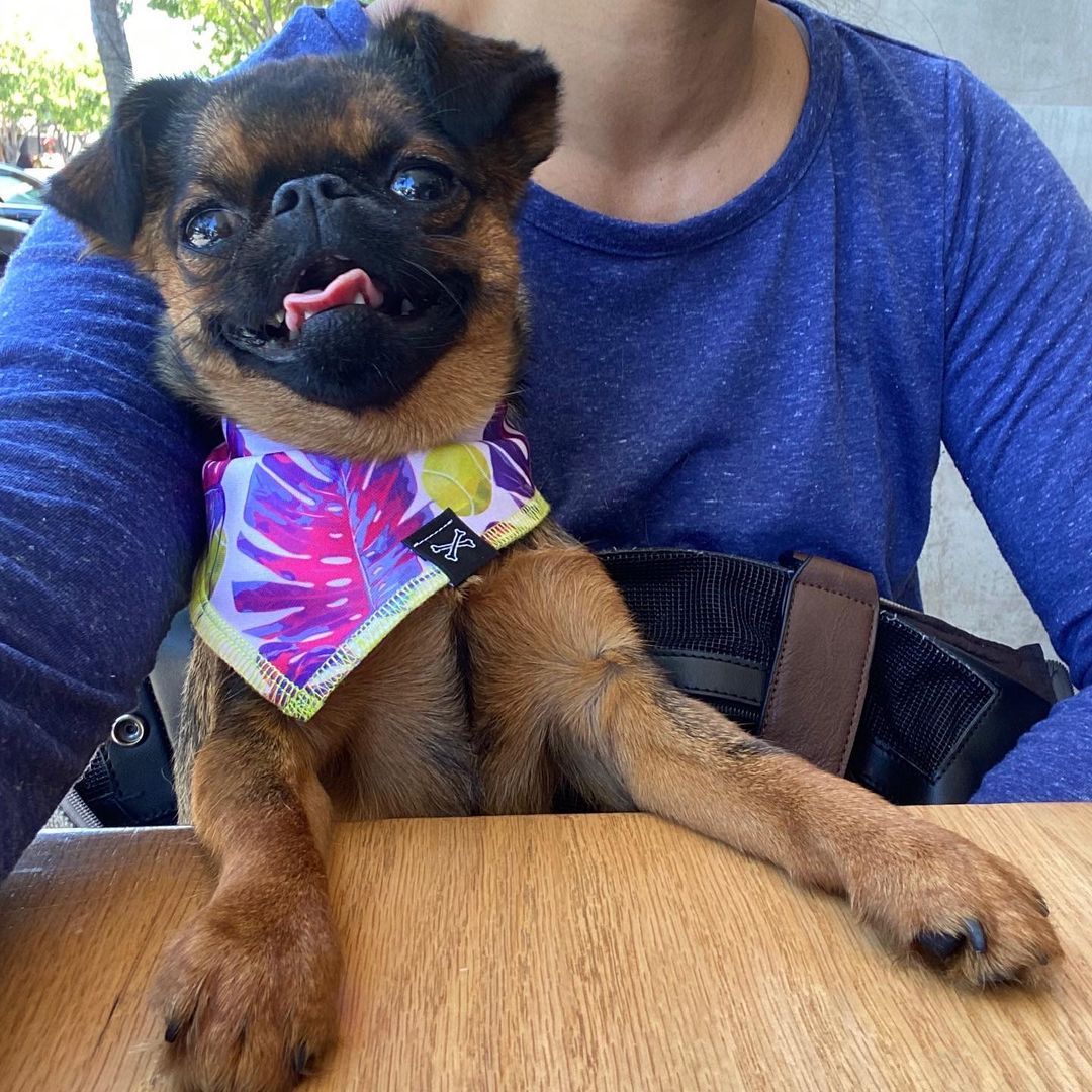 Aloha Pink Balls Tropical Dog Bandana • Personalized Dog Bandana
