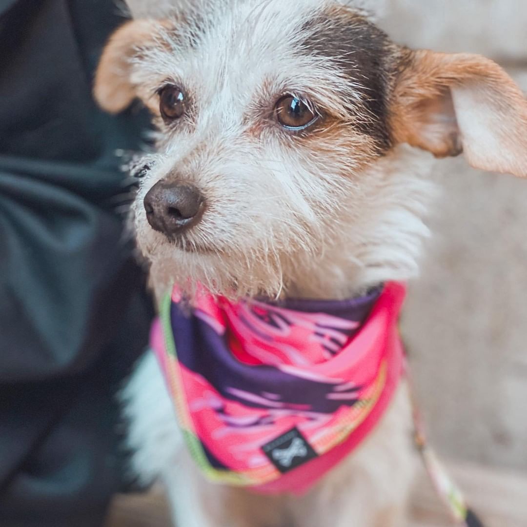 Service shop dog bandana