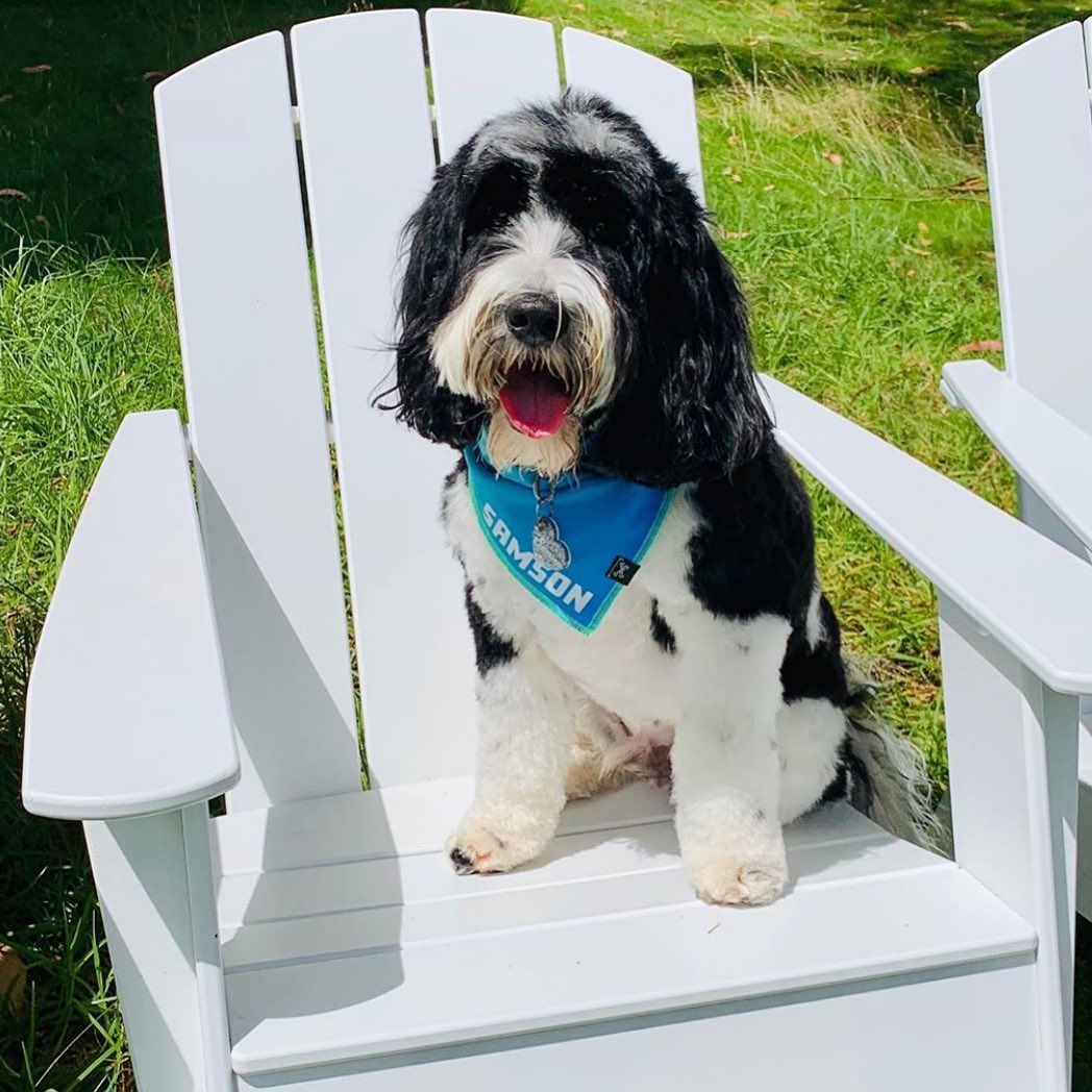 Adios MF Blue Dog Bandana • Personalized Dog Bandana
