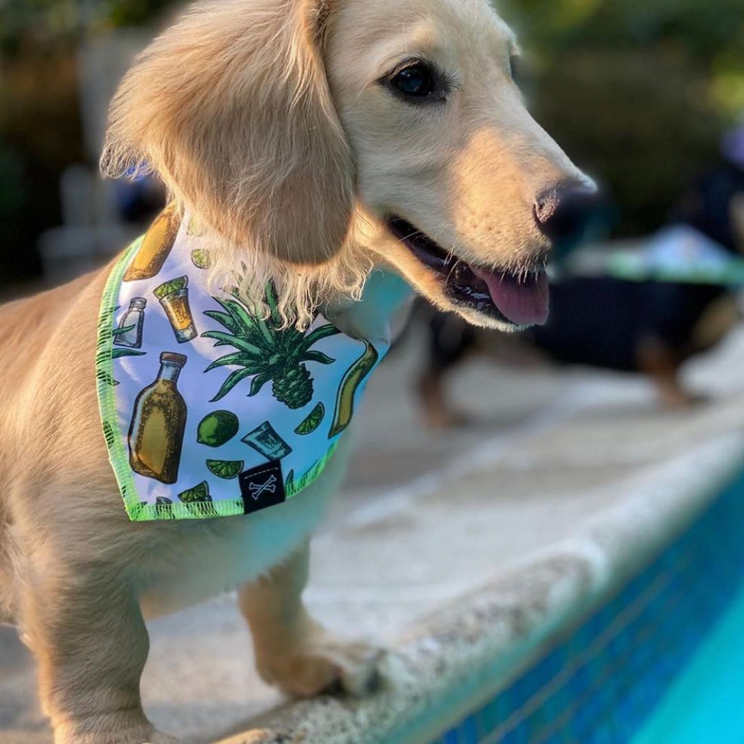 Tequila Terrier Dog Bandana • Personalized Dog Bandana