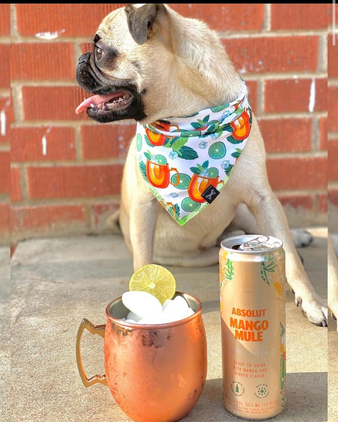 Moscow Mule Dog Bandana for Summer Dog Parties • Personalized Dog Bandana