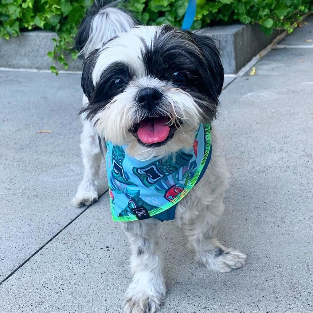 Shih tzu outlet bandana