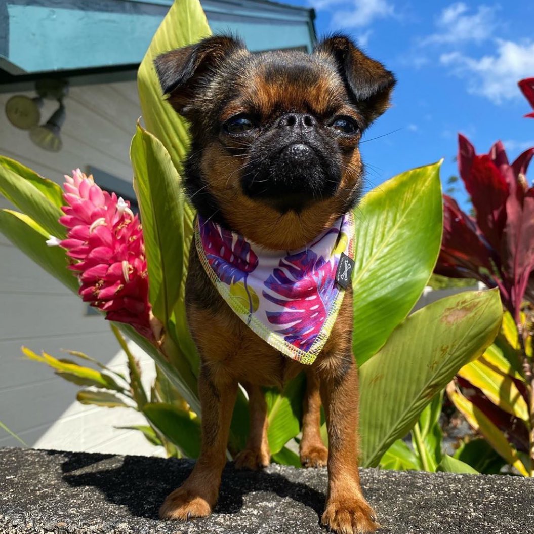 Aloha Pink Balls Tropical Dog Bandana • Personalized Dog Bandana