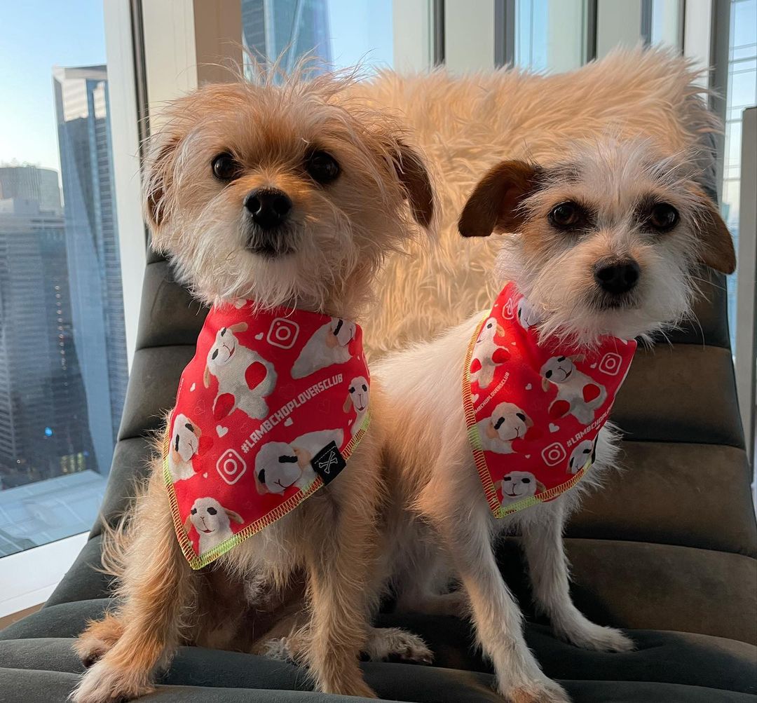 LambChop Lover's Club Dog Bandana • Personalized Dog Bandana
