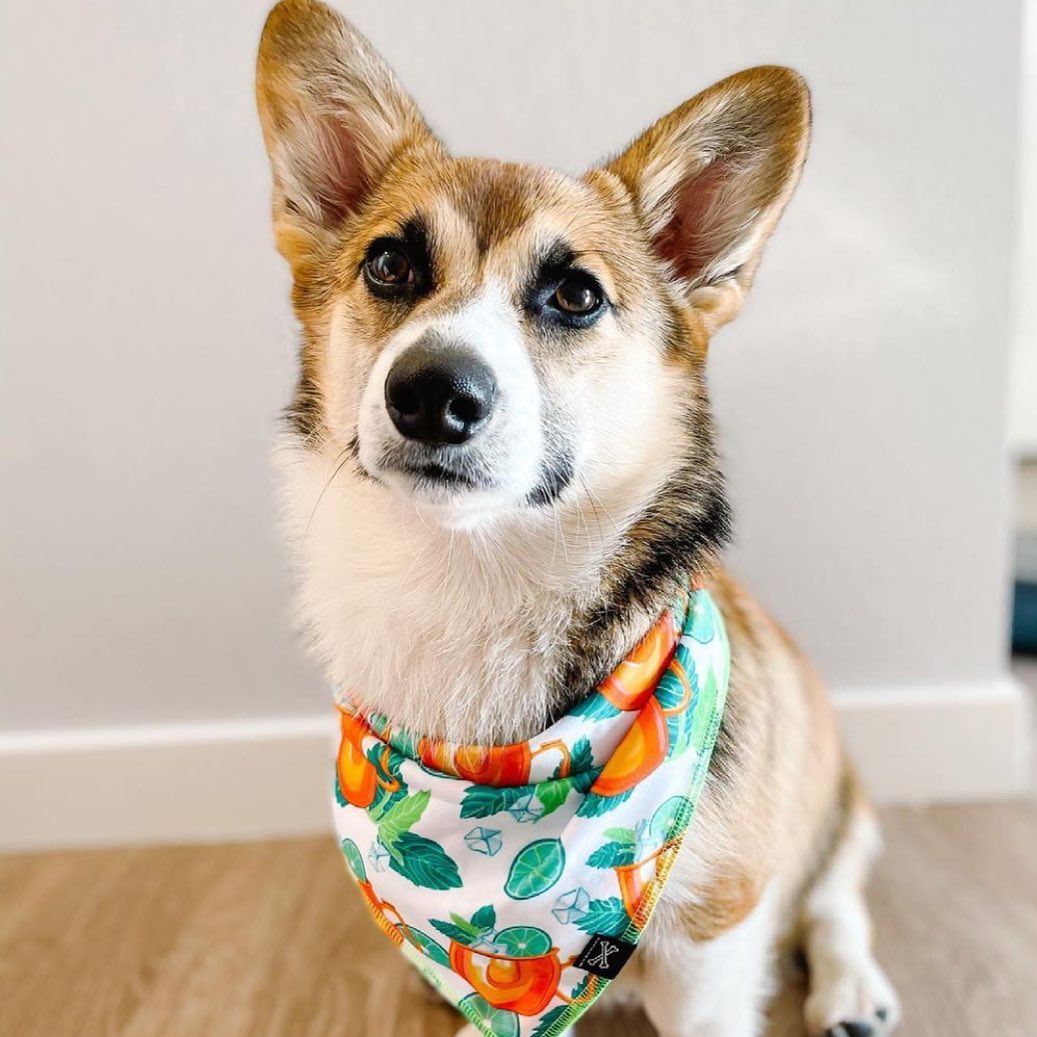 Moscow Mule Dog Bandana for Summer Dog Parties • Personalized Dog Bandana