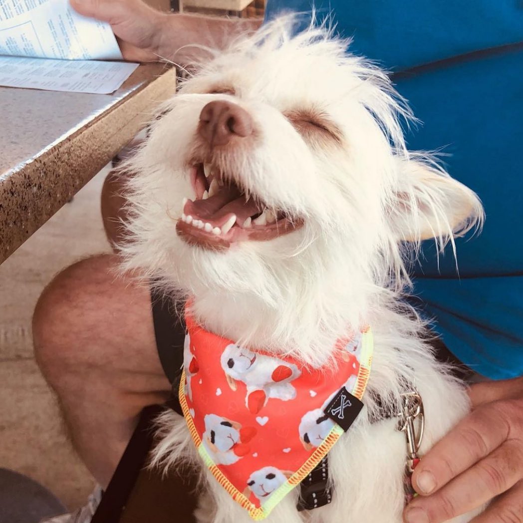LambChop Lover's Club Dog Bandana • Personalized Dog Bandana