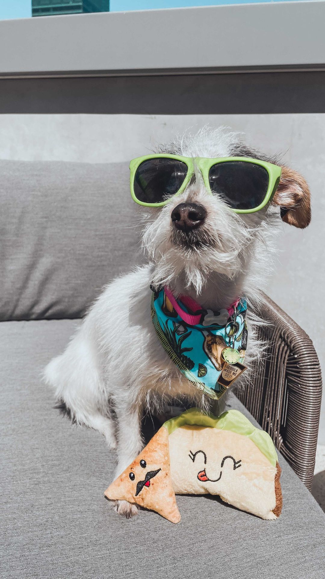 Blue Tequila Dog Bandana for Dog Parties • Personalized Dog Bandana