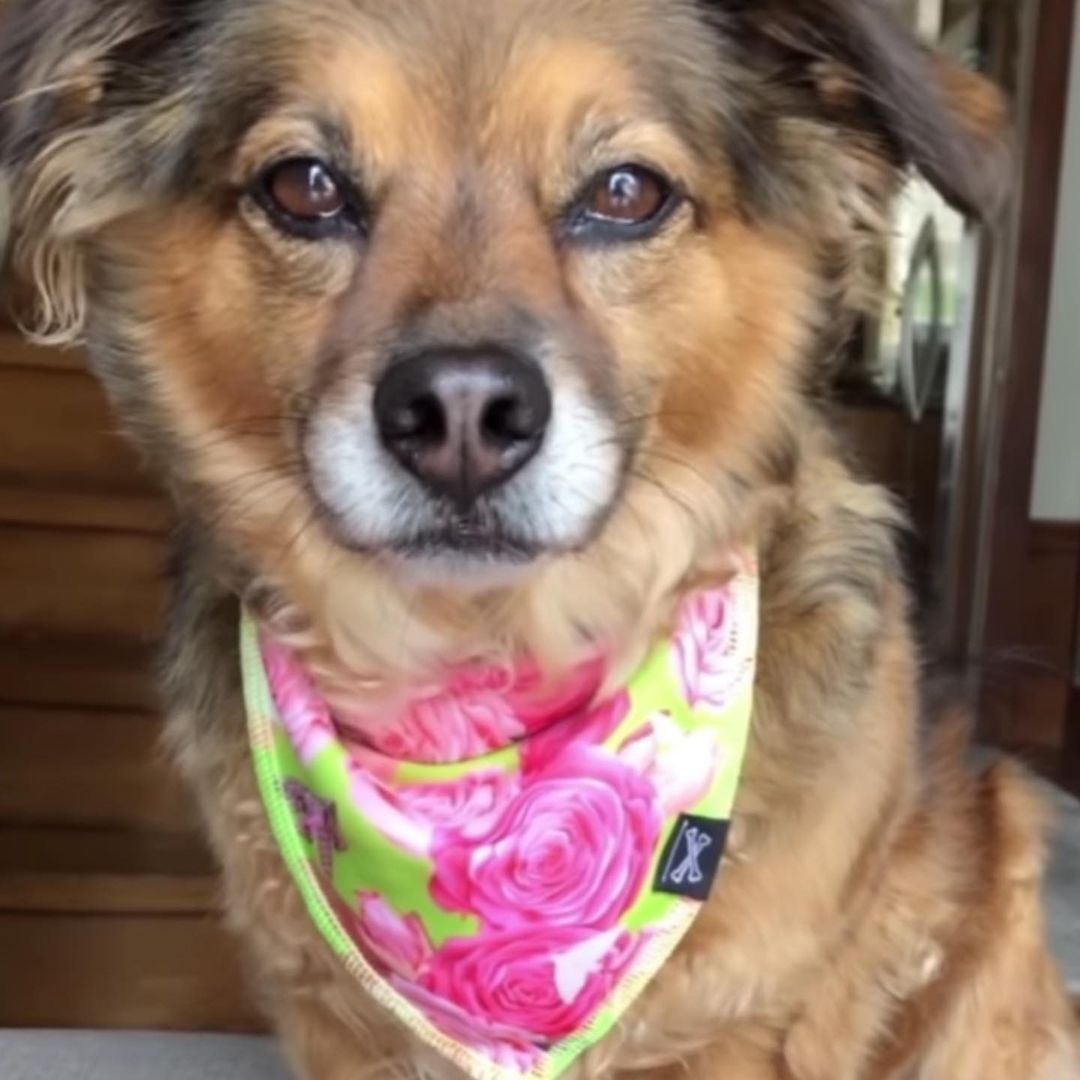 Roses Are Pink Dog Bandana • Personalized Dog Bandana