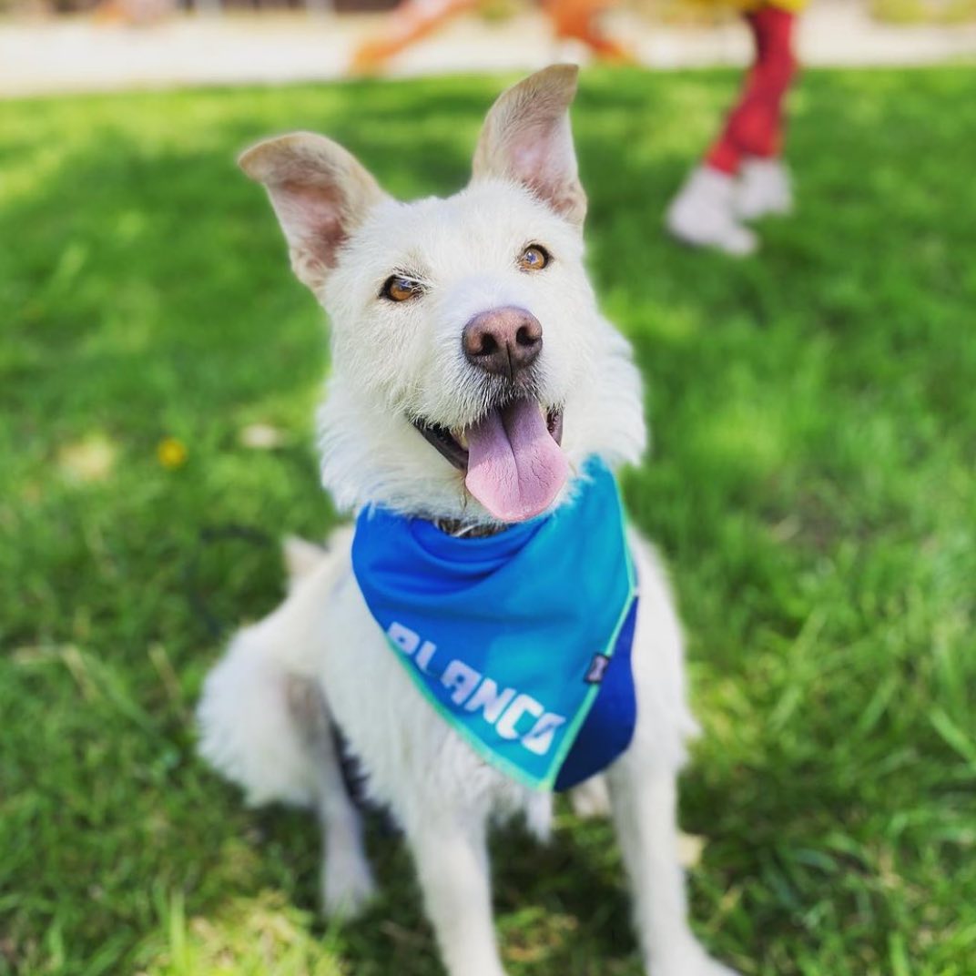 Adios MF Blue Dog Bandana • Personalized Dog Bandana