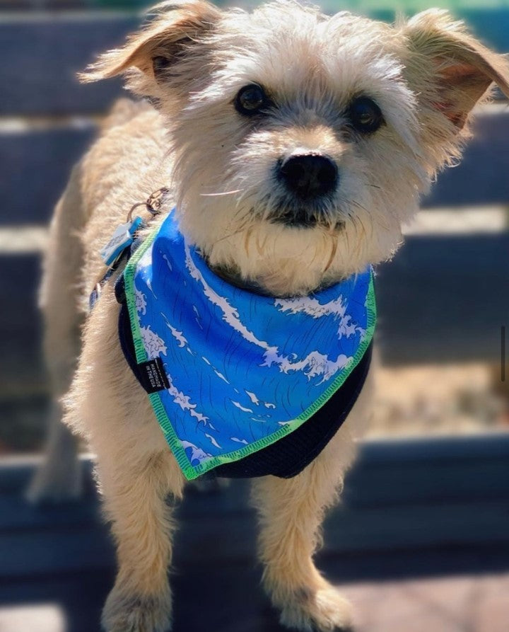 Bushido Boy Blue Dog Bandana • Personalized Dog Bandana
