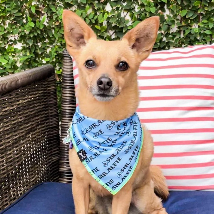 Street Cred Blue Dog Bandana • Personalized Dog Bandana