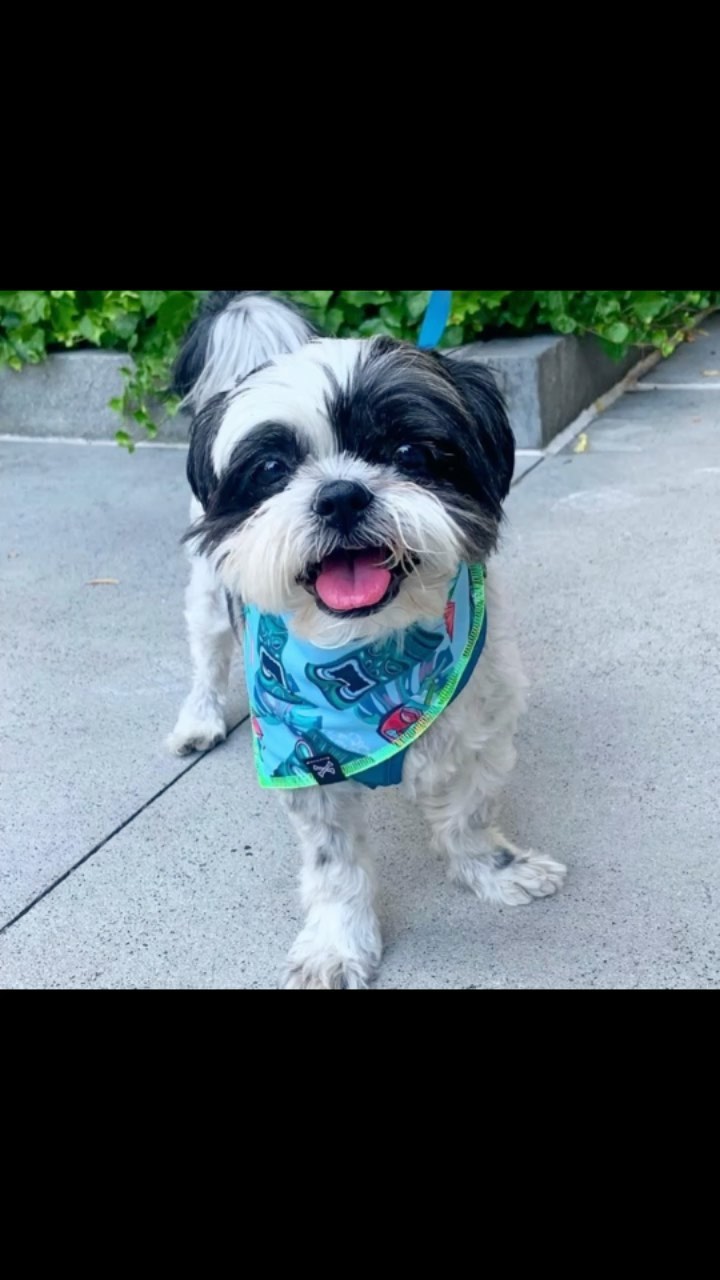 Blue Tequila Dog Bandana for Dog Parties • Personalized Dog Bandana