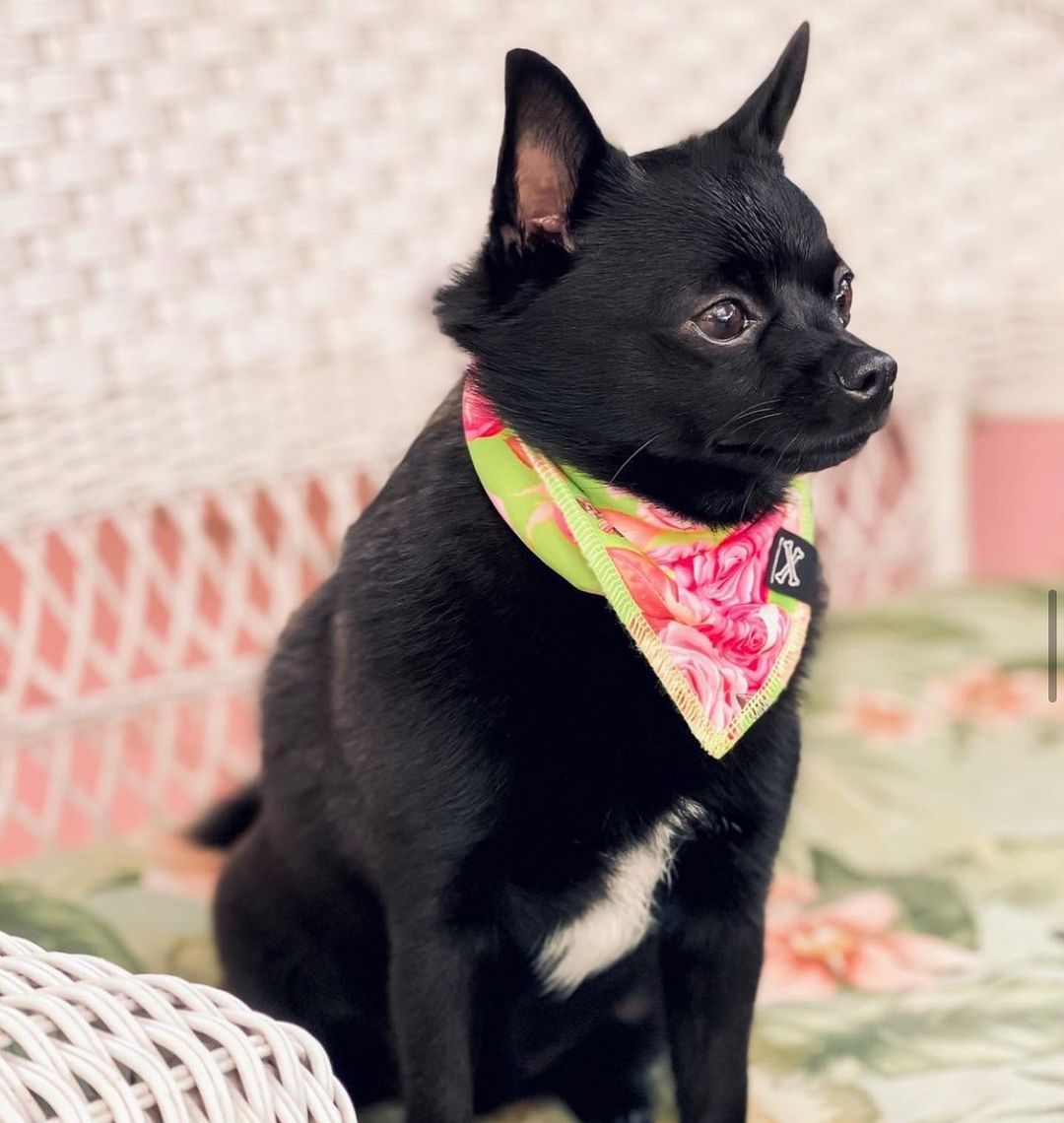 Roses Are Pink Dog Bandana • Personalized Dog Bandana