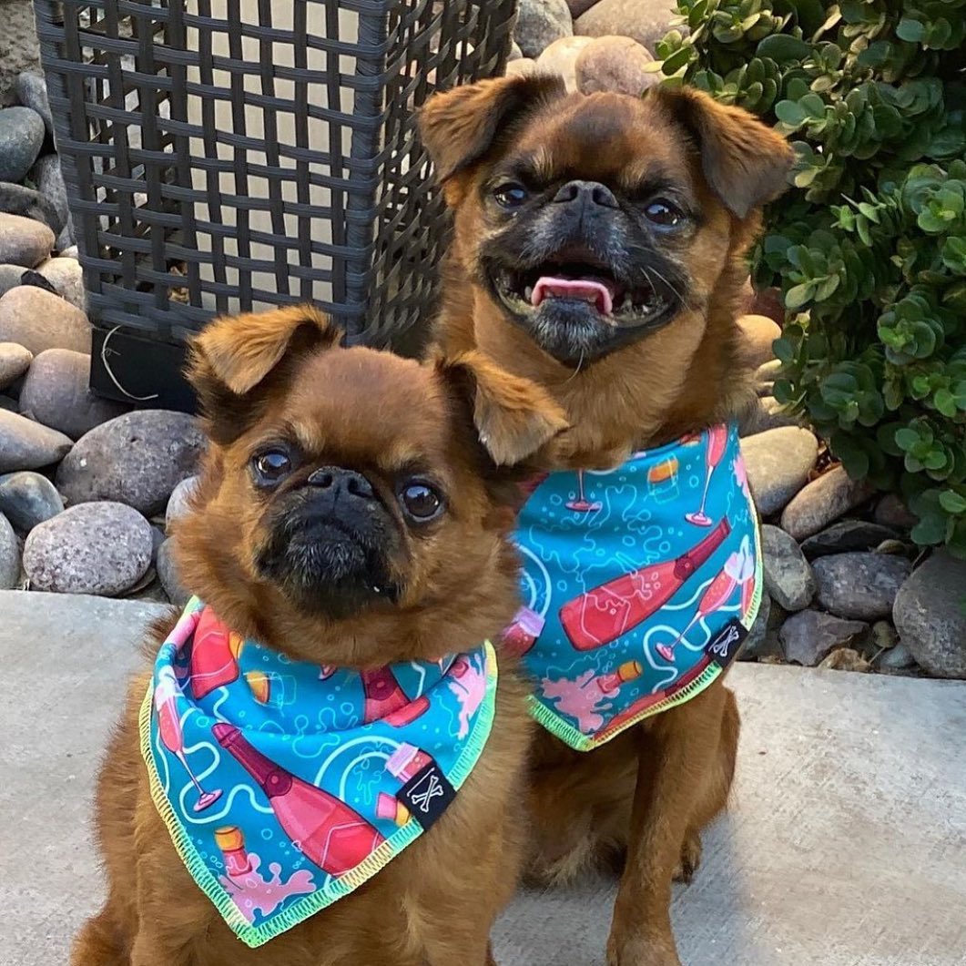 Champagne Campaign Dog Bandana for Celebrating• Personalized Dog Bandana