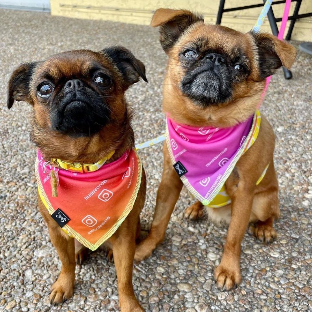 Custom IG Dogstagram Dog Bandana • Personalized Dog Bandana • Instagram Print