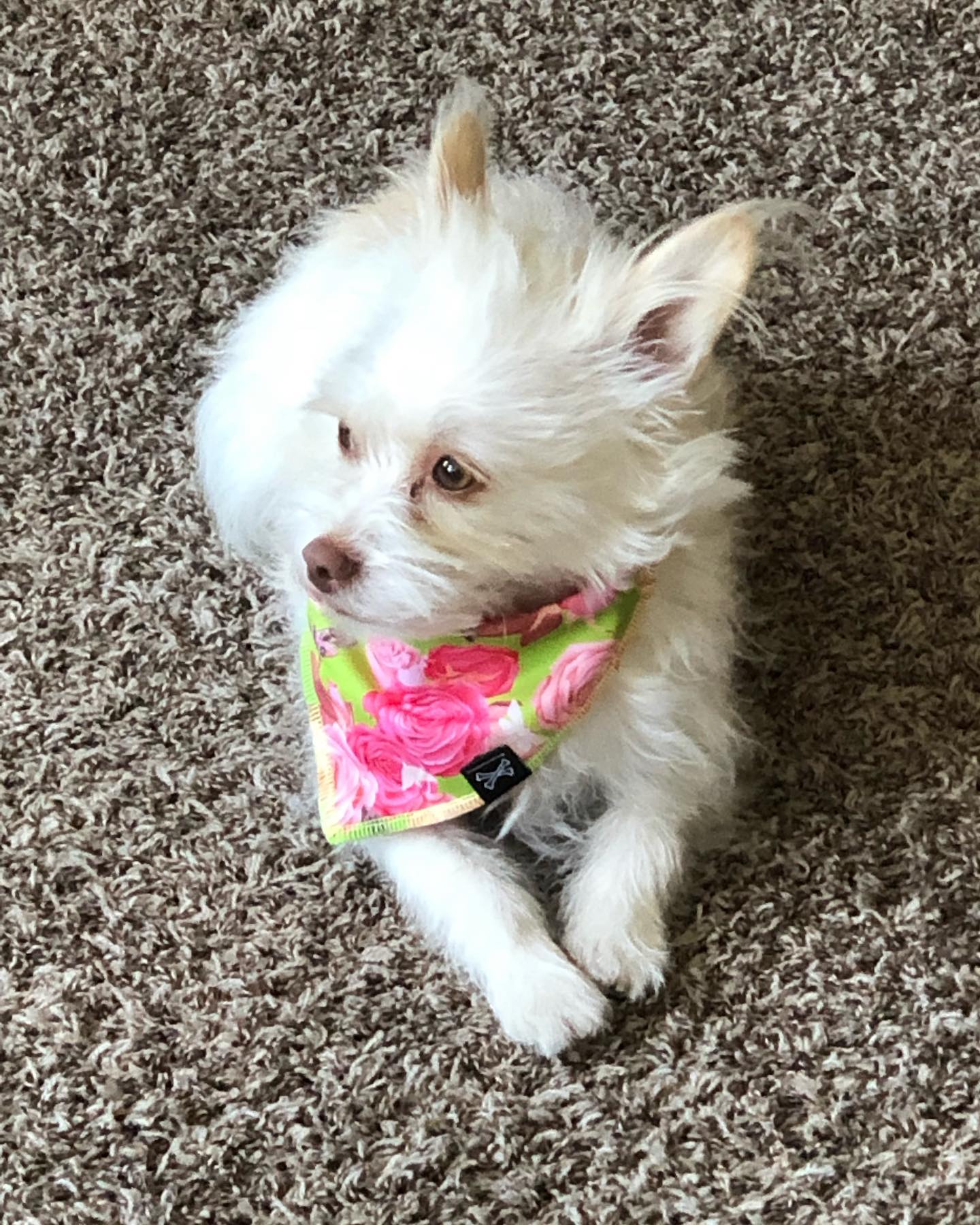Roses Are Pink Dog Bandana • Personalized Dog Bandana