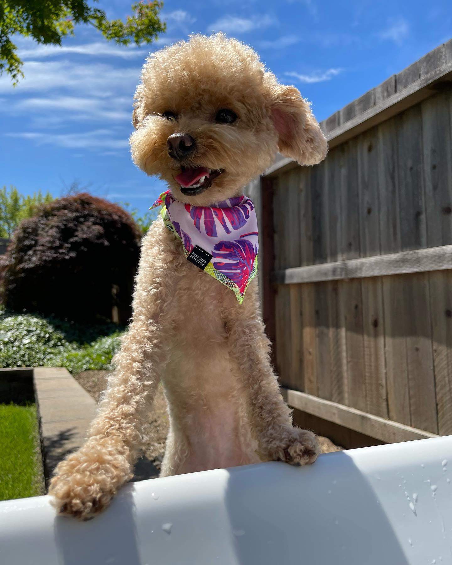 Aloha Pink Balls Tropical Dog Bandana • Personalized Dog Bandana