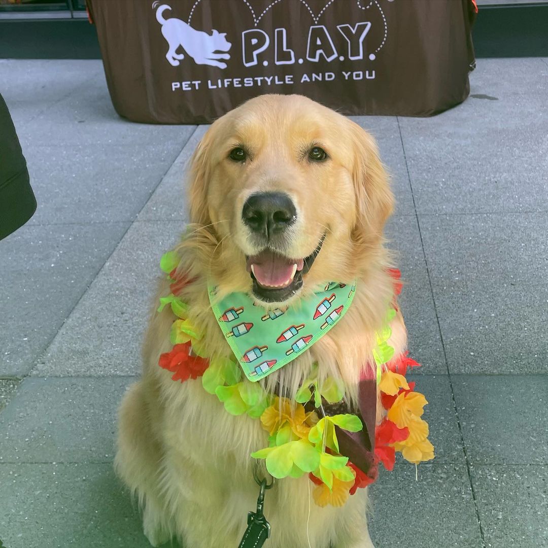 Patriotic hotsell dog bandana