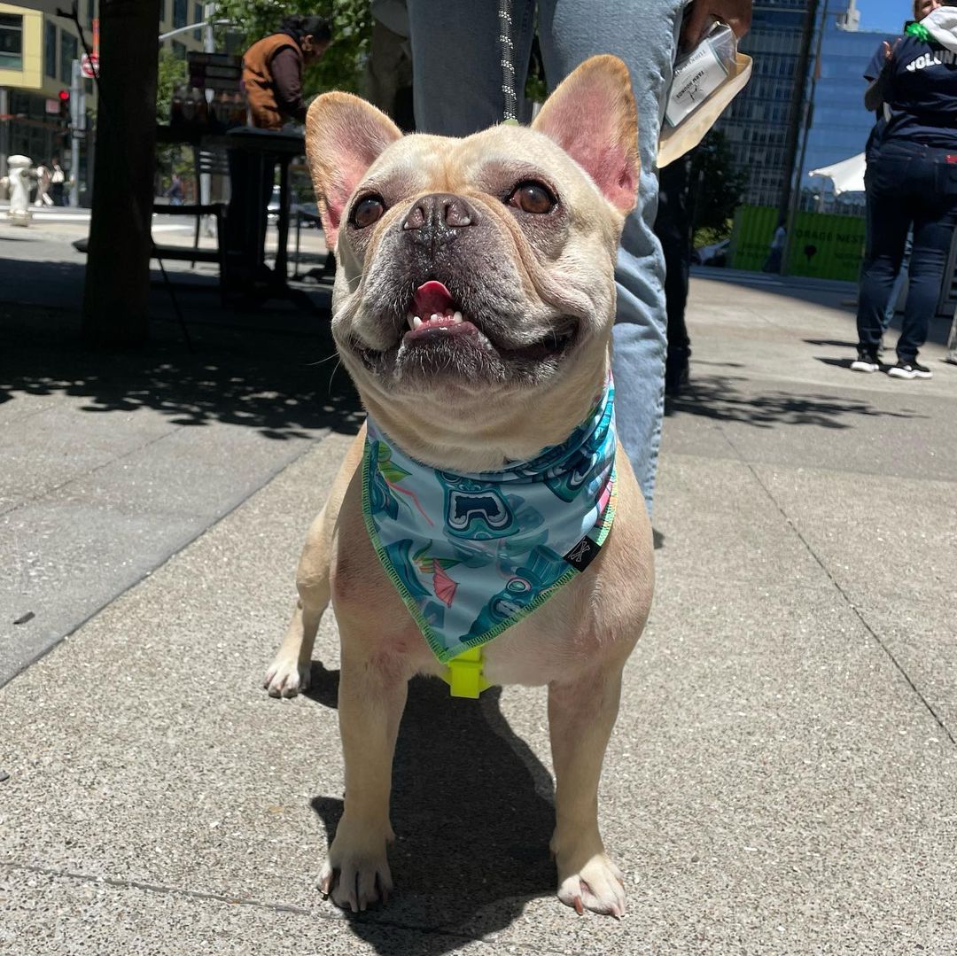 Tiki Skies Dog Bandana • Personalized Dog Bandana