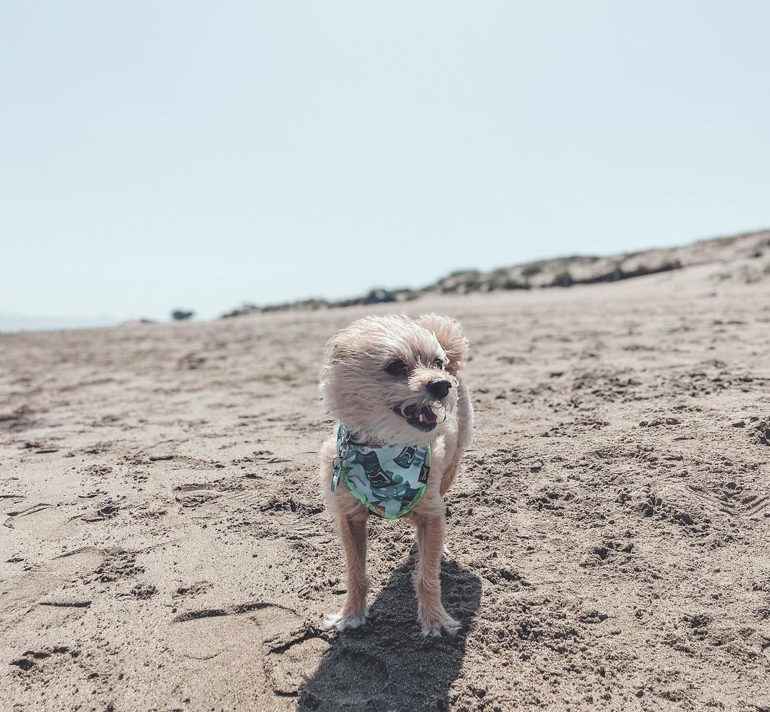Tiki Skies Dog Bandana • Personalized Dog Bandana