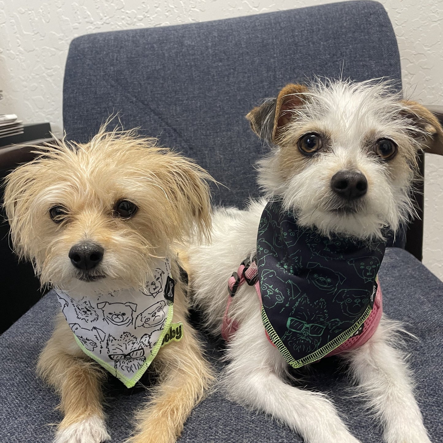 Griffs Rule Dog Bandana for Brussels Griffon Dogs  • Personalized Dog Bandana(Green + Black)