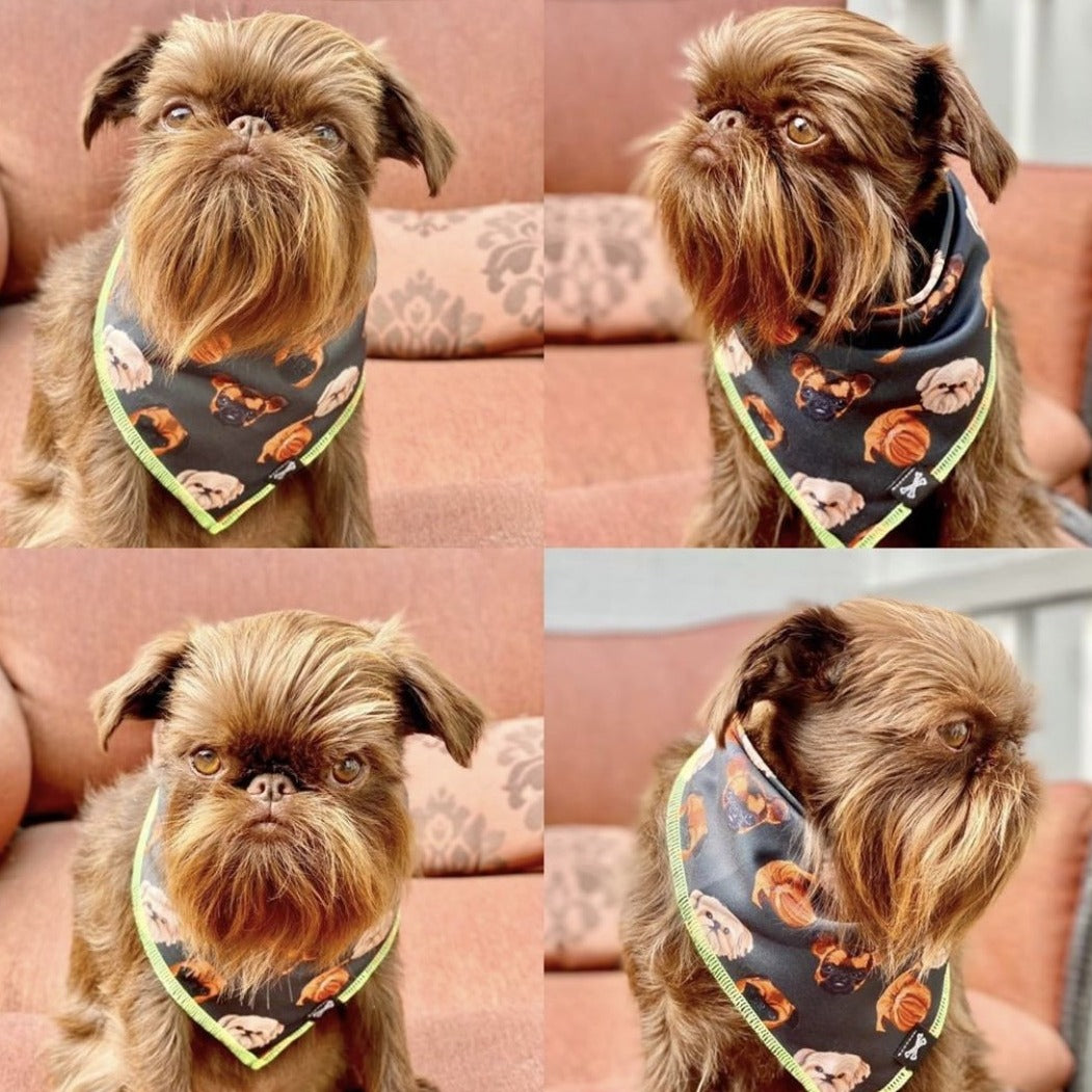 Brussels Griffon Love Dog Bandana • Personalized Dog Bandana