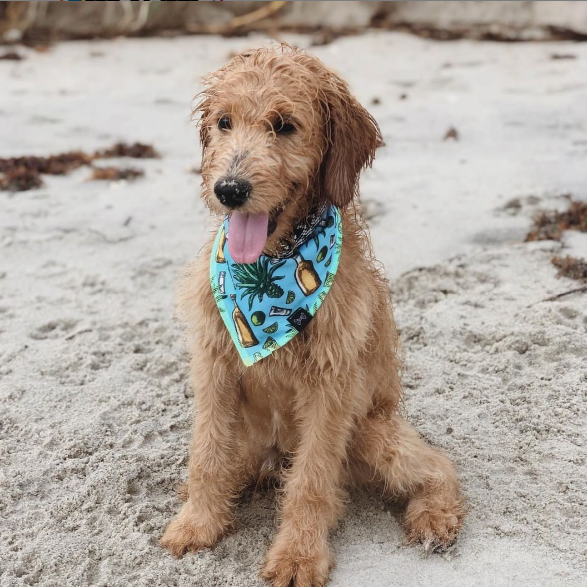 porterthegdoodle