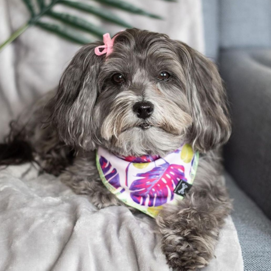 Aloha Pink Balls Tropical Dog Bandana • Personalized Dog Bandana