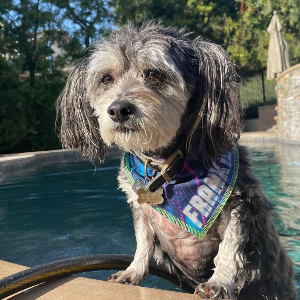 Newport Nights on the Beach Dog Bandana • Personalized Dog Bandana