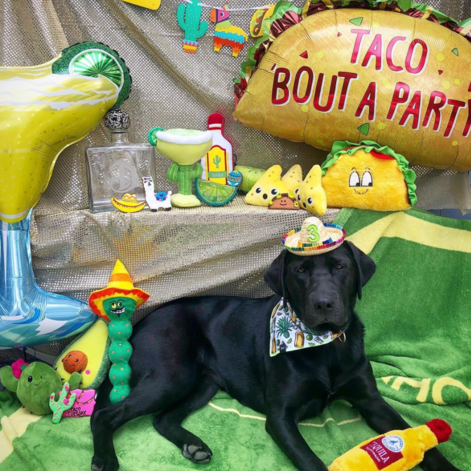 Tequila Terrier Dog Bandana • Personalized Dog Bandana
