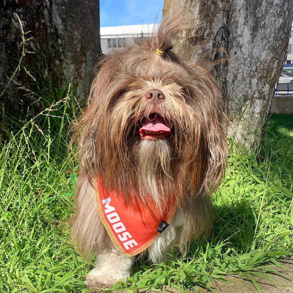 Miami Mornings Orange Dog Bandana • Personalized Dog Bandana
