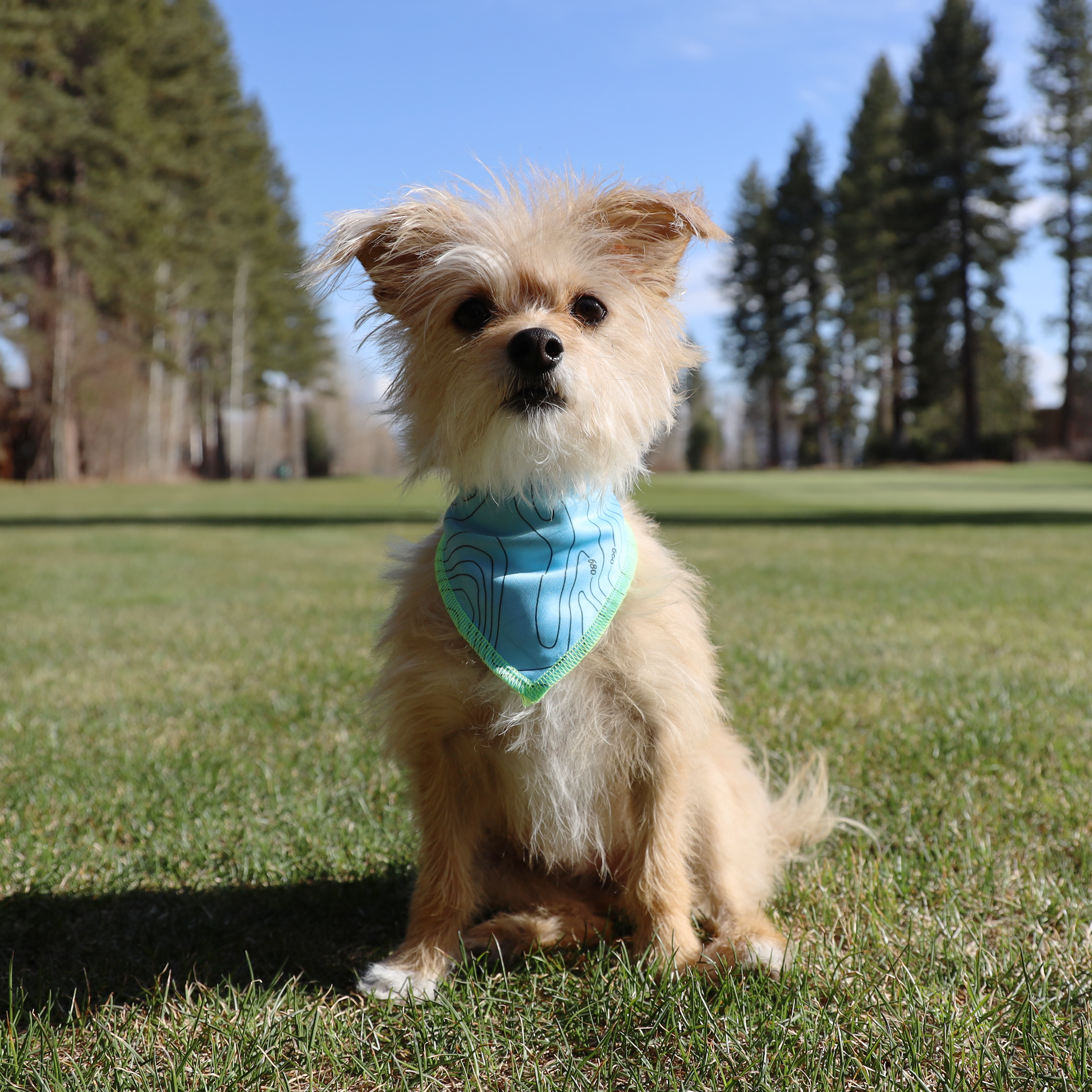 Atlas Dog Bandana-Bad Service Dogs