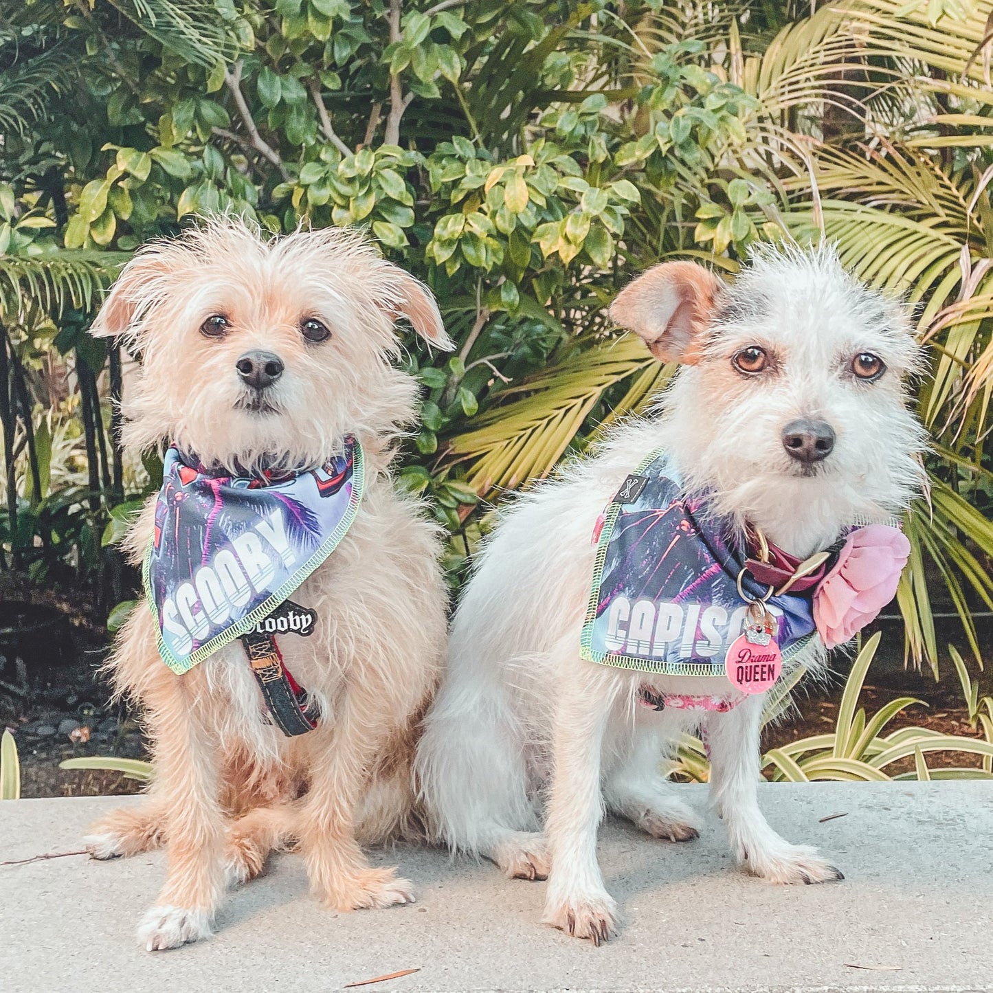Newport Nights on the Beach Dog Bandana • Personalized Dog Bandana